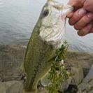 バス釣りメンバー 琵琶湖の画像