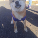 ４ヶ月の柴犬の里親さん募集になります。