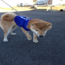 ４ヶ月の柴犬の里親さん募集になります。 - 笠間市