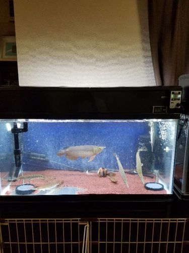 水槽900フルセット及び魚