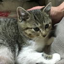 カワイイ子ネコの里親募集、2ヶ月から4ヶ月くらいです。