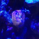 海水魚 サンゴ スコリミア