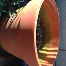 無料！ガーデニング  大型 陶器 鉢植え  直径38センチ