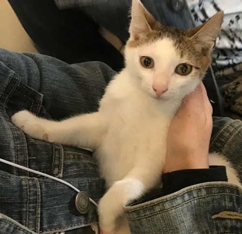 市営住宅で外飼いされていた子 ねこネットあま 木田の猫の里親募集 ジモティー