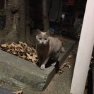 めっちゃ美猫さん。モカの家族を探しています! − 大阪府