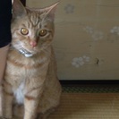 猫を探してます(南行徳、欠真間) - 市川市