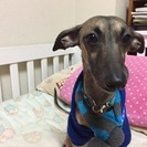 二匹の仲良し兄弟です - 犬