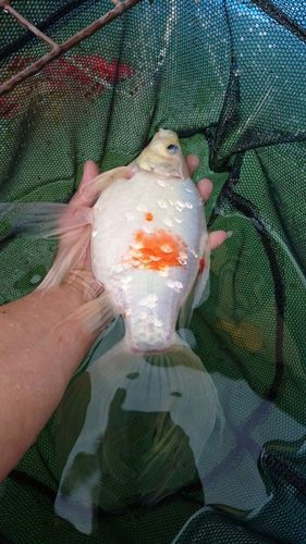 シュブンキン