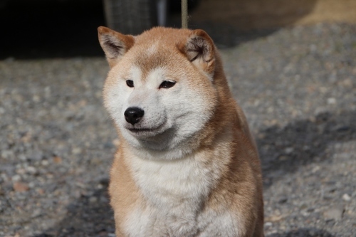 柴犬優良血統の女の子血統書付き ひなた 日光の犬の里親募集 ジモティー 柴犬優良血統の女の子血統書付き ひなた 日光の犬の里親募集 ジモティー