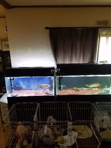 水槽900、1200フルセット土台、魚付き