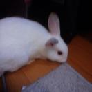 白いミニウサギ11/17生の画像
