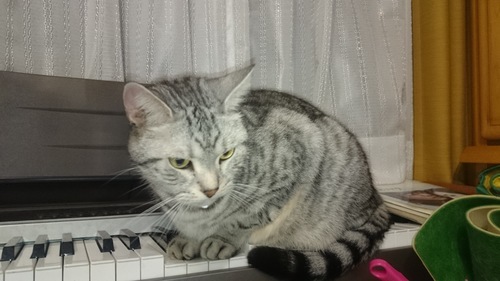 血統書付きオシキャット7歳 里親さん急ぎ探してます ホッピィママ 墨田の猫の里親募集 ジモティー