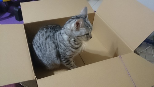 血統書付きオシキャット7歳 里親さん急ぎ探してます ホッピィママ 墨田の猫の里親募集 ジモティー