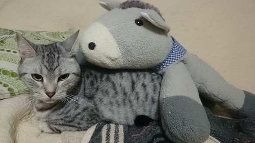 血統書付きオシキャット7歳 里親さん急ぎ探してます ホッピィママ 墨田の猫の里親募集 ジモティー