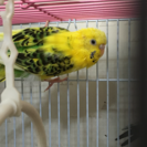 セキセイインコ 里親様見つかりました。 - その他