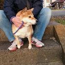 一旦募集停止　柴犬4歳メスの里親様を探しています − 奈良県