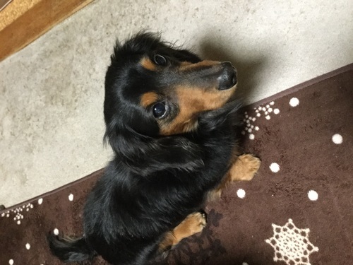 ミニチャーダックスフンドのオス4才の里親を探してます コロ 東大和の犬の里親募集 ジモティー ミニチャーダックスフンドのオス4才の里親を探してます コロ 東大和の犬の里親募集 ジモティー