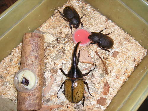 外国産カブト♂1♀２
