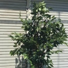大きな人工観葉植物、造花 210㎝