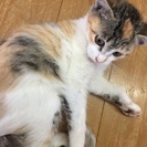 【子猫里親さん募集】子猫２か月半＊固形餌ＯＫ＊トイレしつけ済＊元気＊人慣れ  - 里親募集