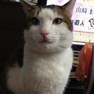 代理です。病気持ち猫ちゃん２匹です - 奈良市
