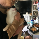五ヶ月位の子猫 💗超甘えん坊  − 千葉県