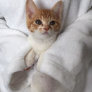 2ヶ月のチビチビ茶トラ白のメス猫ちゃん