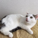 綺麗なシロキジのオス猫一歳のソラくん - 府中市