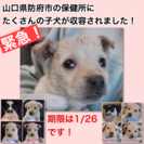 防府市の保健所にたくさんの子犬が収容されました！