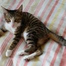 【無事発見しました】生後8か月のメス猫が行方不明になりました！目撃情報だけでも構いませんのでご連絡下さい❗ - 松山市