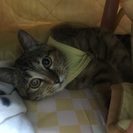 元旦に出会った美猫ちゃん