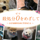 動物愛護❤️ 犬  殺処分ゼロ 保護活動🐶