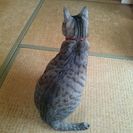 毛づやのよい男の子 - 猫