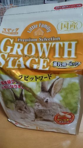 くりくりおめめのイケメン仔うさぎ うさまんま 上越のその他の里親募集 ジモティー