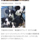 3ヶ月の仔犬 里親募集