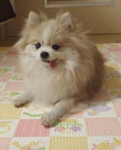 小さなポメラニアンの女の子です Pipi 相模原の犬の里親募集 ジモティー