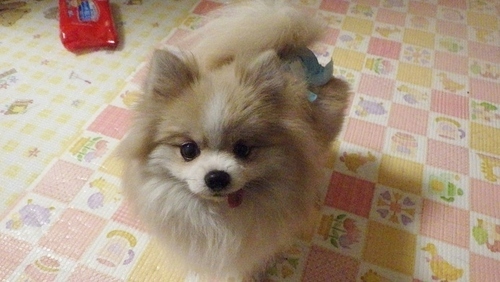 小さなポメラニアンの女の子です Pipi 相模原の犬の里親募集 ジモティー