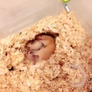 ハムスター飼育セット キンクマハムスター
