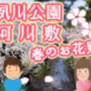 春だ！桜だ！夙川公園でポカポカお花見デート♪