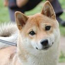 🐶🏠不要になった犬小屋さがしてます‼