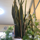観賞植物（サンスペリアル）ビッグサイズ