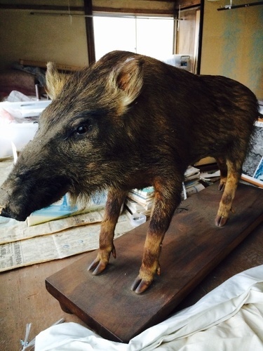 イノシシ剥製 イノシシ剥製 猪の剥製 猪の剥製 ZX｜製品紹介｜YASAKA