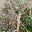 ★取りに来られる方限定!!高さ3メートル以上・オリーブの木・シンボルツリーなどとして★