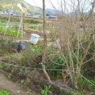 ★取りに来られる方限定!!高さ3メートル以上・オリーブの木・シンボルツリーなどとして★