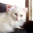 【決定しました　ありがとうございました！】ふさふさで真っ白の長毛、きれいなマスカット色の瞳の♀猫ちゃん【再募集！】 - 木更津市