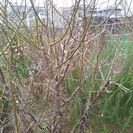 ★取りに来られる方限定!!高さ約2メートル・元気な梅(うめ)の木・お庭のシンボルツリーとして★