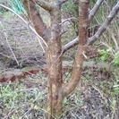 ★取りに来られる方限定!!高さ約2メートル・元気な梅(うめ)の木・お庭のシンボルツリーとして★