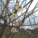 ★取りに来られる方限定!!高さ約2メートル・元気な梅(うめ)の木・お庭のシンボルツリーとして★