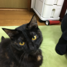 可愛らしい猫 − 兵庫県
