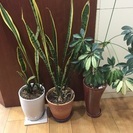 観葉植物 ３鉢